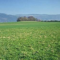Altes Schlachtfeld